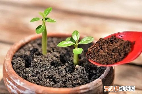 在北方春天的季节,要怎么给花卉施肥呢 在北方春天的季节，要怎么给花卉施肥？