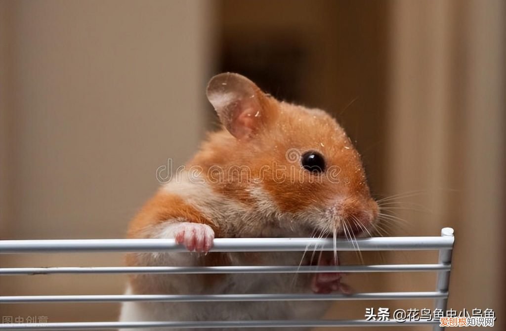 仓鼠吃什么东西? 仓鼠都吃什么食物为主