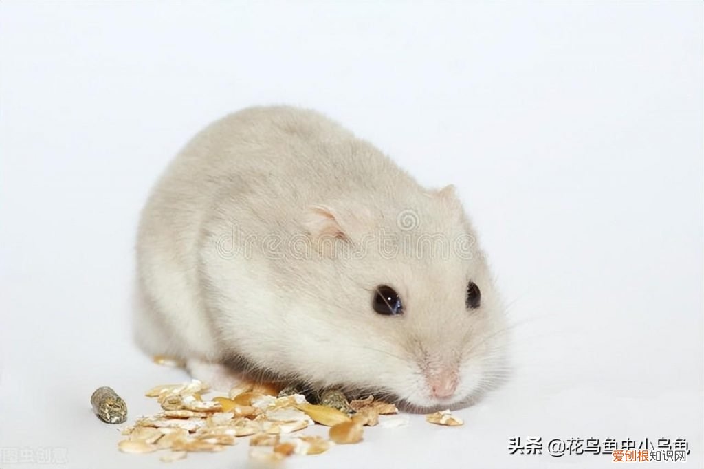 仓鼠吃什么东西? 仓鼠都吃什么食物为主
