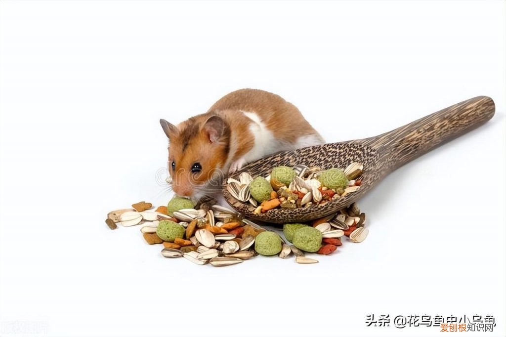 仓鼠吃什么东西? 仓鼠都吃什么食物为主
