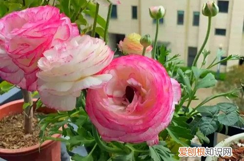 花叶黄是什么毛病 花毛茛黄叶是什么原因？怎么解决？