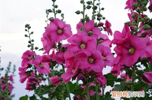 蜀葵什么时候播种比较好 蜀葵什么时候播种好?要怎么种植呢?