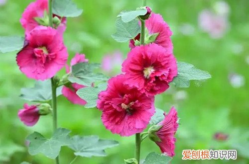 蜀葵什么时候播种比较好 蜀葵什么时候播种好?要怎么种植呢?