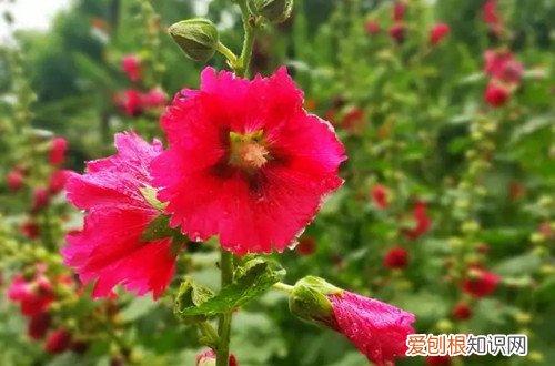 蜀葵什么时候播种比较好 蜀葵什么时候播种好?要怎么种植呢?