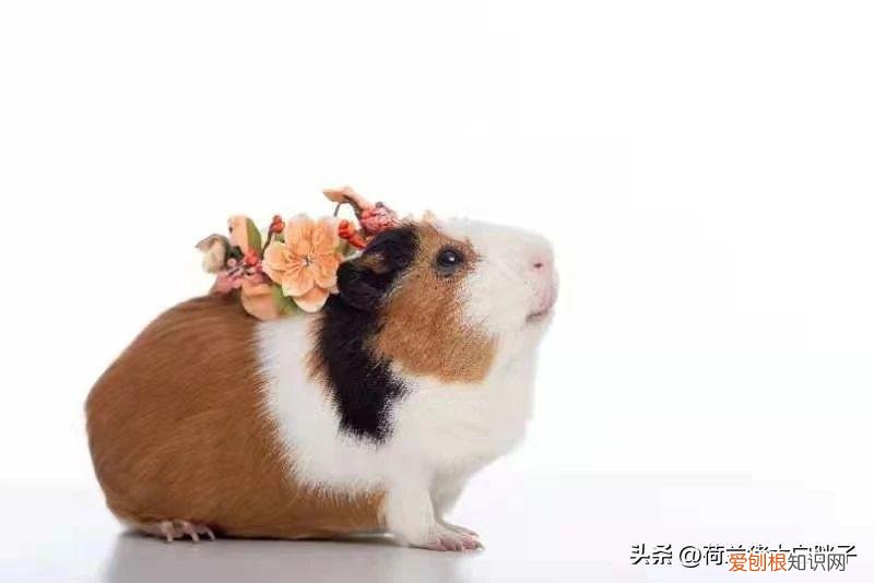 荷兰猪睡哪里 荷兰猪睡多长时间