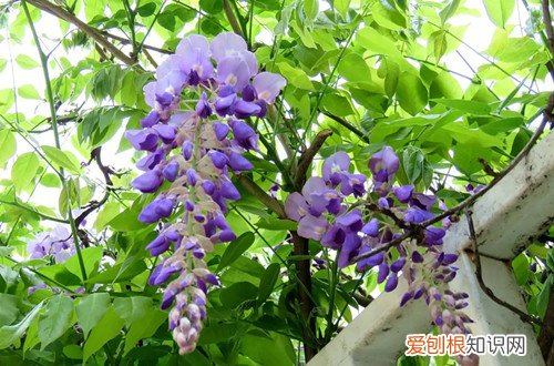 紫藤如何修剪成紫藤树 紫藤要怎么修剪呢？注意这些修剪细节，就能欣赏到更多紫藤花