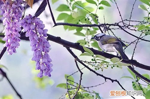 紫藤如何修剪成紫藤树 紫藤要怎么修剪呢？注意这些修剪细节，就能欣赏到更多紫藤花