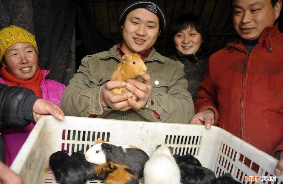 一个月的荷兰猪吃什么食物 荷兰猪吃什么食物最好