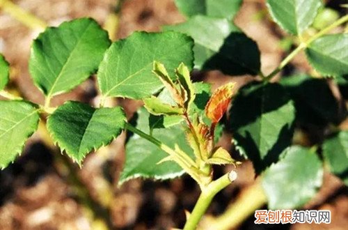 玫瑰花开花之后怎样修剪 开过花的玫瑰枝芽要怎么打理？修剪后要怎么养护？