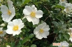 金樱子适合做盆栽吗?要怎么养护呢 金樱子适合做盆栽吗？要怎么养护呢？
