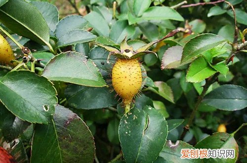 金樱子适合做盆栽吗?要怎么养护呢 金樱子适合做盆栽吗？要怎么养护呢？
