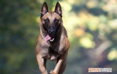 马犬怎样立耳 马犬立耳最简单方法