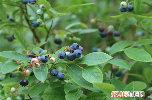 蓝莓几月开花结果蓝莓12月份开花正常吗? 蓝莓果树的花期是几月份，它不开花要怎么办？