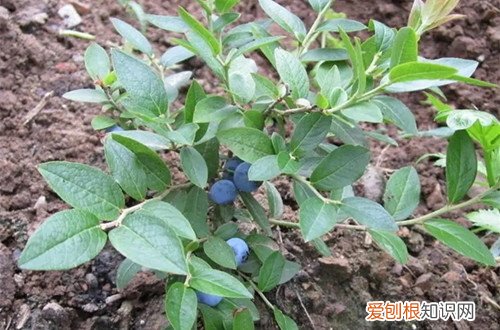 蓝莓几月开花结果蓝莓12月份开花正常吗? 蓝莓果树的花期是几月份，它不开花要怎么办？