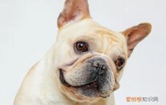 法斗洗澡多少度合适 法斗多少度需要穿衣服