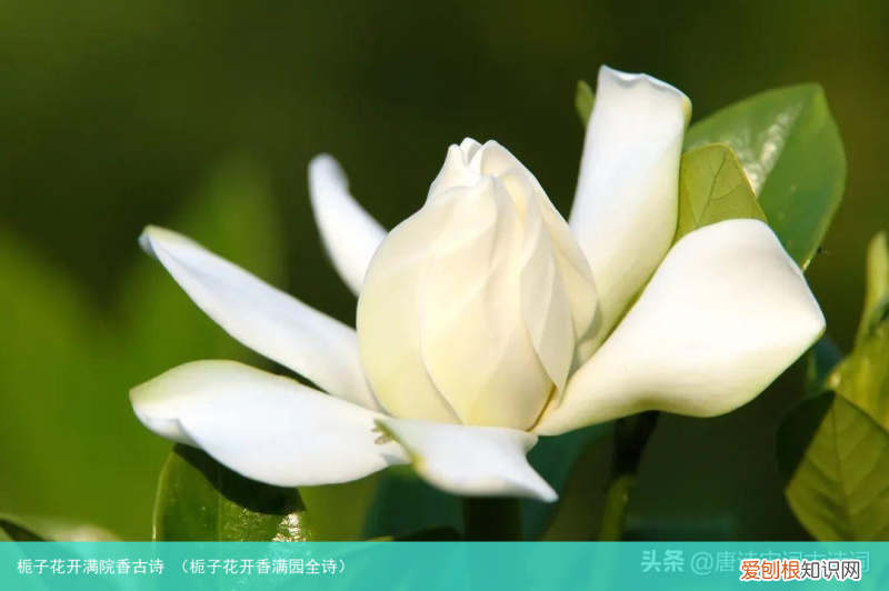 栀子花开香满园全诗 栀子花开满院香古诗