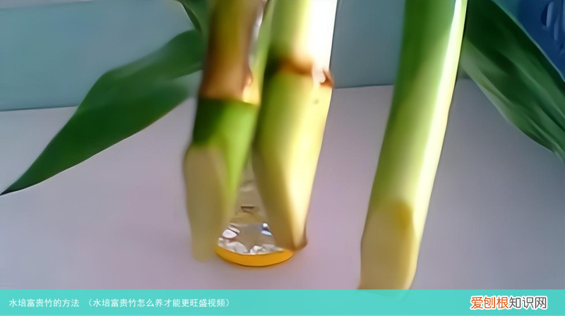 水培富贵竹怎么养才能更旺盛视频 水培富贵竹的方法