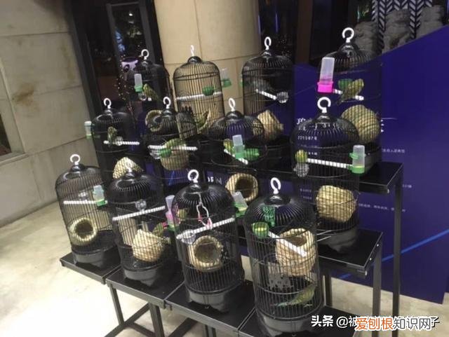 鹦鹉鸟笼哪个牌子好 鹦鹉鸟笼图片大全大图