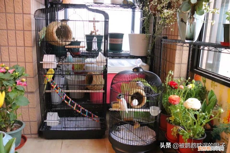 鹦鹉鸟笼哪个牌子好 鹦鹉鸟笼图片大全大图