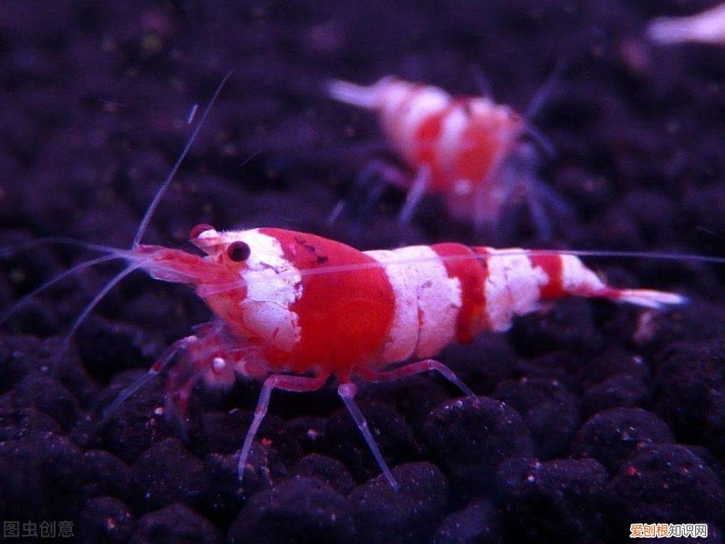 红白水晶虾好养吗 水晶虾红白纯血是什么意思