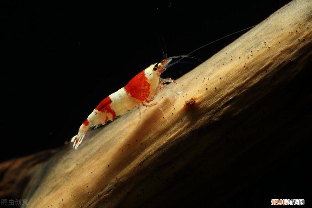 红白水晶虾好养吗 水晶虾红白纯血是什么意思