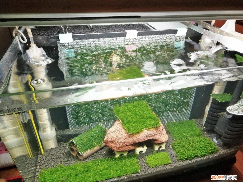 红白水晶虾好养吗 水晶虾红白纯血是什么意思