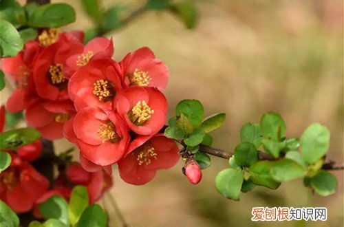 盆栽贴梗海棠用多大的盆 贴梗海棠怎么换盆？换盆一定要注意这些细节，才能长得更好！