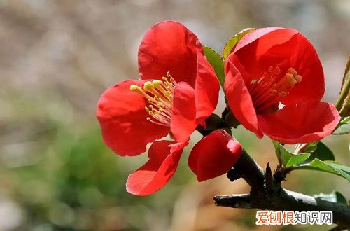 盆栽贴梗海棠用多大的盆 贴梗海棠怎么换盆？换盆一定要注意这些细节，才能长得更好！
