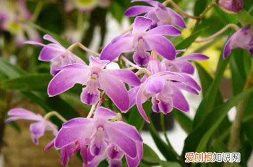 石斛兰只开一次花后就长不开花 石斛兰花期这样管理，开的花多还艳丽！