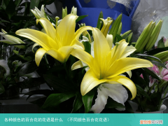 不同颜色百合花花语 各种颜色的百合花的花语是什么