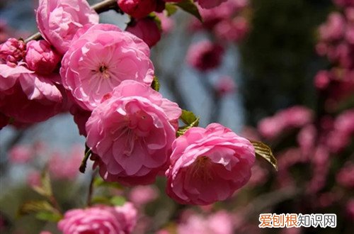榆叶梅盆栽怎么养 榆叶梅怎么养护，有哪些养护方法？
