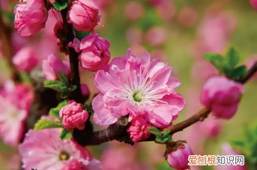 榆叶梅盆栽怎么养 榆叶梅怎么养护，有哪些养护方法？