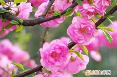 榆叶梅盆栽怎么养 榆叶梅怎么养护，有哪些养护方法？