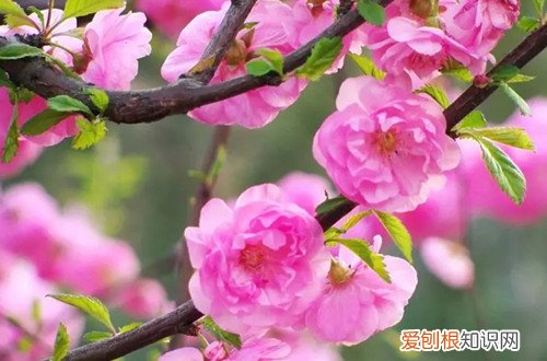 榆叶梅盆栽怎么养 榆叶梅怎么养护，有哪些养护方法？