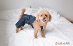6斤成年泰迪吃多少狗粮 6斤泰迪一天吃多少狗粮