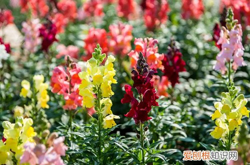 金鱼草花苞干枯 金鱼草开花后怎么处理？做好这些还能再次开花！