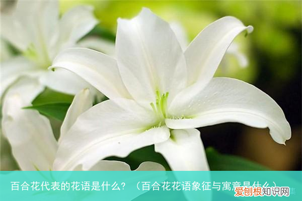 百合花花语象征与寓意是什么 百合花代表的花语是什么?