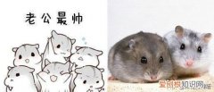 仓鼠为什么是独居 仓鼠为什么是独居动物