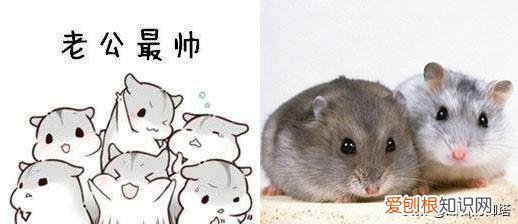 仓鼠为什么是独居 仓鼠为什么是独居动物