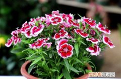 石竹花花期完后如何管理好才开花好 石竹开完花后要做处理，这样才不会影响第二次开花！