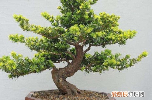 罗汉松盆栽什么月份换盆 罗汉松盆栽春天怎么换盆？