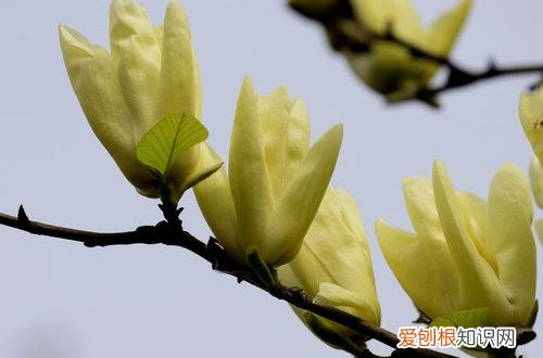 黄玉兰的养殖方法和注意事项 黄玉兰怎么养护？有哪些注意事项？