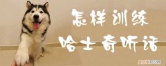 怎样训练哈士奇听话，成年哈士奇怎么训听话