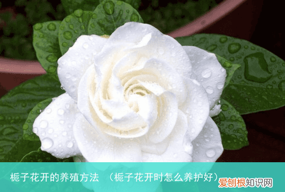 栀子花开时怎么养护好 栀子花开的养殖方法