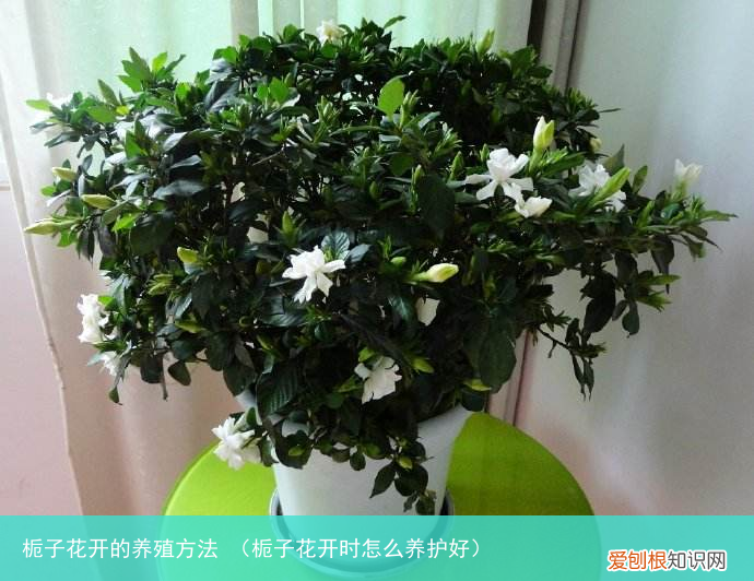 栀子花开时怎么养护好 栀子花开的养殖方法