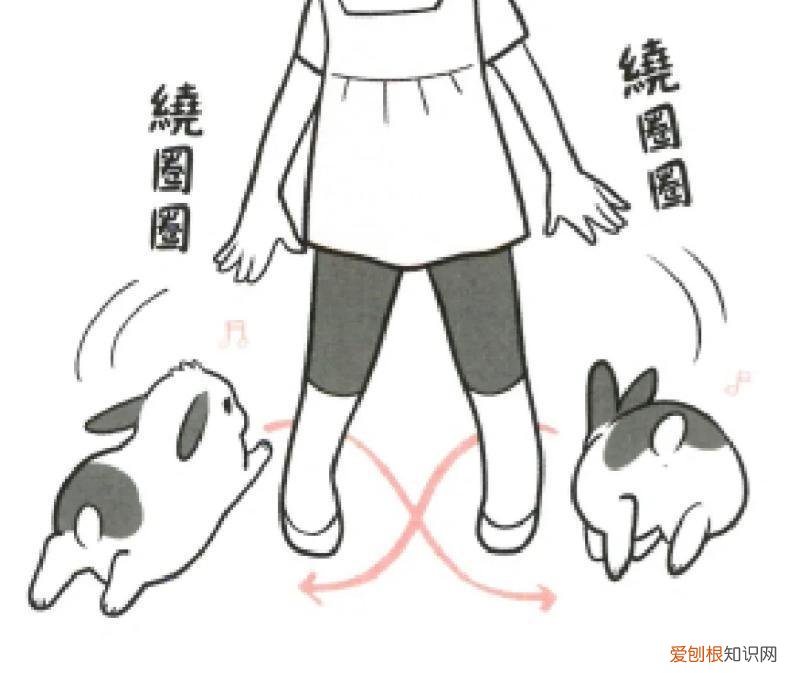 养兔子有什么危险 养兔会带来什么运气