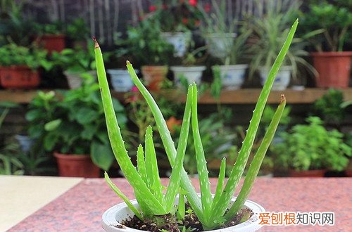 芦荟能晒太阳吗为什么芦荟的叶子发红 芦荟怎么叶片没之前绿了?芦荟为什么一晒太阳就变色?