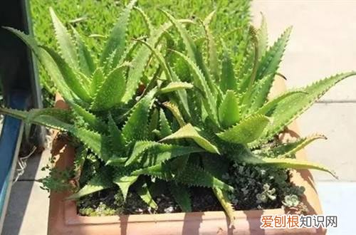 芦荟能晒太阳吗为什么芦荟的叶子发红 芦荟怎么叶片没之前绿了?芦荟为什么一晒太阳就变色?