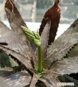 芦荟能晒太阳吗为什么芦荟的叶子发红 芦荟怎么叶片没之前绿了？芦荟为什么一晒太阳就变色