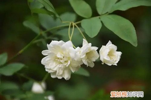 清香木如何养护 白木香怎么养护？有哪些注意事项？